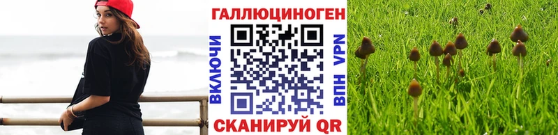 магазин продажи   Зеленодольск  площадка Telegram  Псилоцибиновые грибы GOLDEN TEACHER 