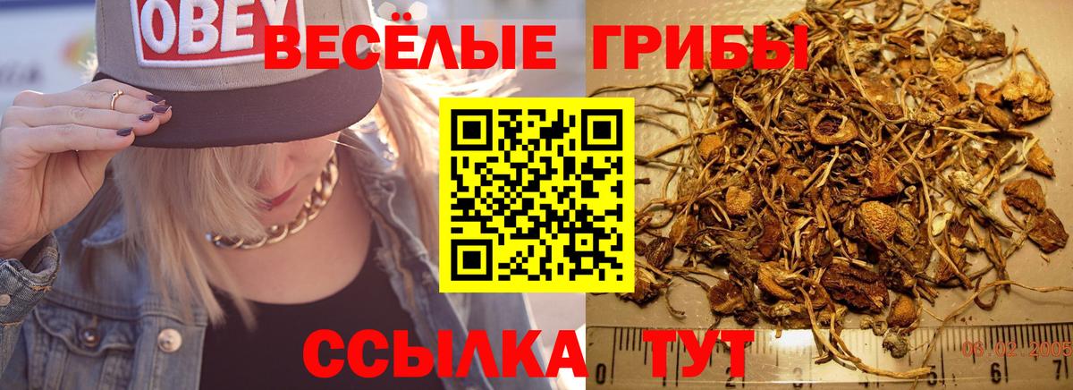 Галлюциногенные грибы Psilocybine cubensis Зеленодольск